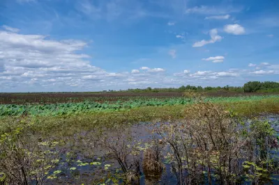 Wide view of shallow wetlands, green water lilies, submerged shrubs and distant woodland beneath a blue sky at Mamukala Wetlands.