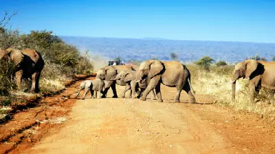 Elephant herd with calves crossing a dirt road in front of a safari vehicle in Madikwe Game Reserve, North West Province, South Africa.