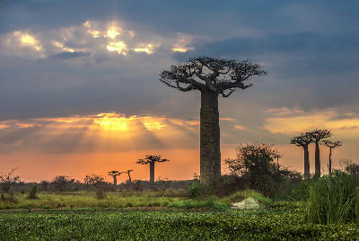 Baobab trees rising above wetlands at sunset along the Avenue of the Baobabs in western Madagascar