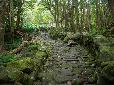 Moss-covered stone path winding through dense forest on the approach to Poço da Ribeira do Ferreiro on Flores Island in the Azores.
