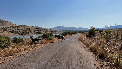 Zebras crossing a road beside a waterbody in Pilanesberg National Park, South Africa.