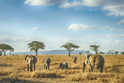 African elephant family walking across the golden plains of Serengeti National Park with acacia trees, Tanzania.