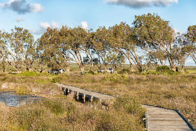 Boardwalk leading through the wetlands of Geelbek on the shores of Langebaan Lagoon in West Coast National Park.