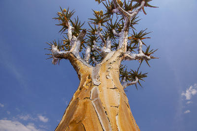 Close-up upward view of a quiver tree with pale textured bark and spiky branches set against a deep blue sky in Namibia.