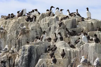 Guillemots and gulls nesting on densely populated rocky cliff ledges in the Farne Islands, Northumberland, England.
