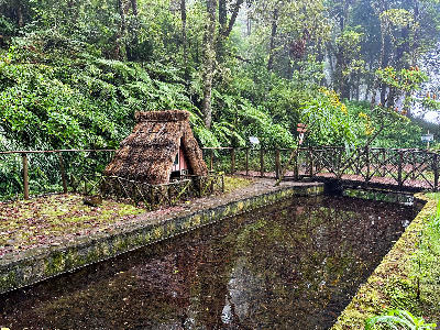 Thatched house and levada water channel at Queimadas Forest Park in Madeira, surrounded by dense laurel forest at the Caldeirão Verde trailhead.