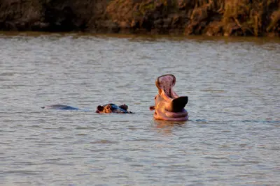 Hippo with its mouth wide open in Hippo Pools at Mikumi National Park, Tanzania.