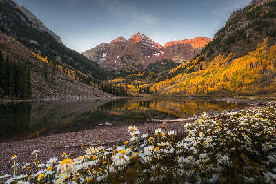 Wildflowers in foreground with Maroon Bells reflected in Maroon Lake during autumn sunrise in Aspen Colorado