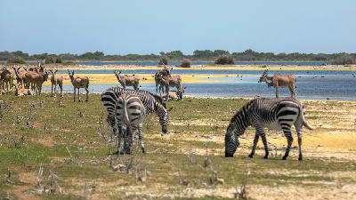 Zebras and eland near a wetland waterhole in De Hoop Nature Reserve in the Western Cape, South Africa.