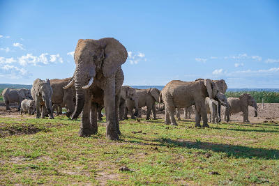 African elephants and calves gathered around a waterhole in Addo Elephant National Park.