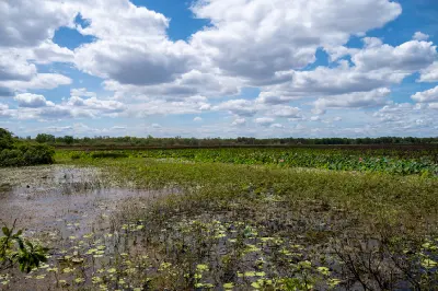 Panoramic view of Mamukala Wetlands with shallow water, green aquatic vegetation, flowering water lilies and large white clouds over Kakadu National Park.