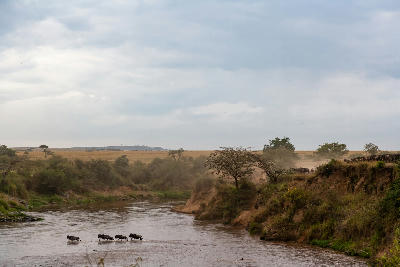 Wildebeest crossing the Mara River beneath dramatic storm clouds during the Great Migration in northern Serengeti National Park, Tanzania.