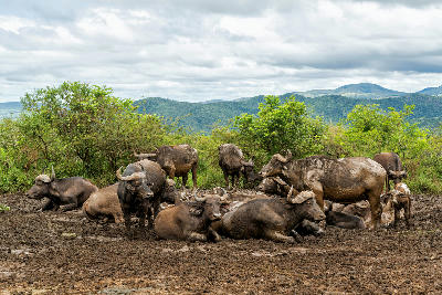 Buffalo herd resting in a muddy wallow near Hilltop Camp in Hluhluwe–iMfolozi Park, KwaZulu-Natal, South Africa.