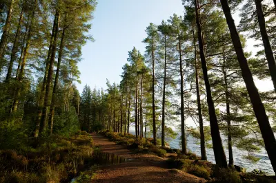 Forest walking trail lined with tall conifers beside Kielder Water in Northumberland, with sunlight illuminating the path and reservoir visible through the trees.
