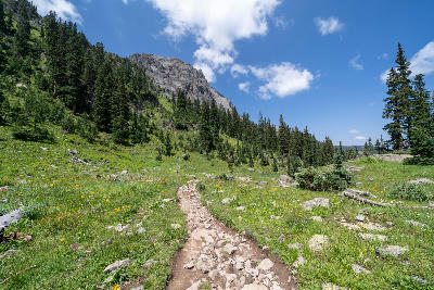 Rocky hiking trail through alpine meadow with pine forest and mountains, San Juan Mountains, Colorado.