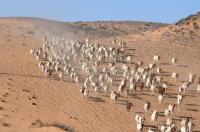 Herd of goats moving across a sandy valley in the Richtersveld National Park, South Africa.