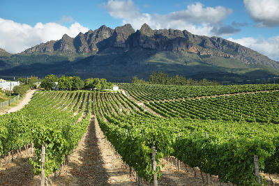 Rows of vineyards near Wellington, South Africa, with dramatic Cape Fold mountains rising behind the cultivated wine landscape under scattered clouds.
