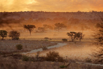 African thorn trees silhouetted in dusty sunset light across the Kalahari landscape in Kgalagadi Transfrontier Park, Northern Cape, South Africa.
