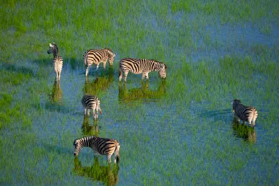 Aerial view of plains zebra feeding on flooded grasslands in Moremi Game Reserve, Botswana.
