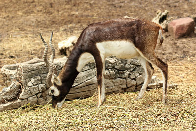 Male impala feeding on dry grass in the open savannah of Katavi National Park, Tanzania.