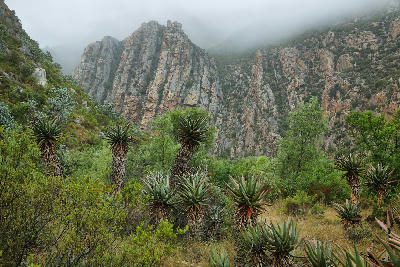 Aloes and indigenous vegetation beneath mist-covered sandstone cliffs in Seweweekspoort, Klein Karoo, South Africa.