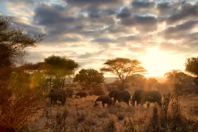 Family of African bush elephants walking through the savanna at sunrise in Tarangire National Park, Tanzania.
