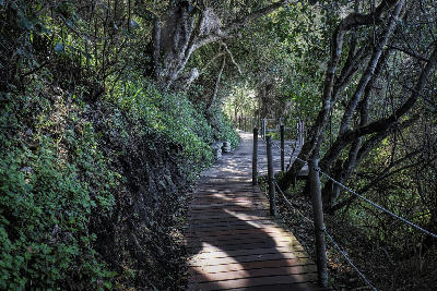 Wooden boardwalk winding through dense indigenous forest in Tsitsikamma National Park, surrounded by ancient trees and lush coastal vegetation.