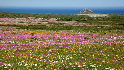 Extensive spring wildflower displays across Postberg Wildflower Reserve in West Coast National Park, with the Atlantic Ocean visible beyond the flowering landscapes.