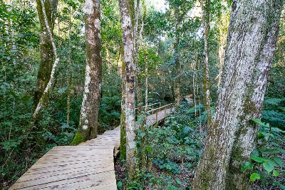 Wooden boardwalk passing through indigenous forest vegetation near the Big Tree in Tsitsikamma National Park, South Africa.