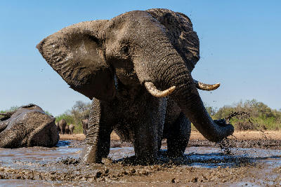 Large African elephant walking through a muddy waterhole in Mashatu Game Reserve, Tuli Block, Botswana, with other elephants in the background.