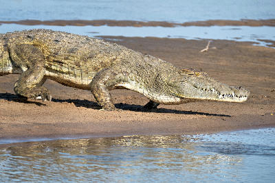 Nile crocodile resting on the sandy bank of the Rufiji River in Nyerere National Park, Tanzania.