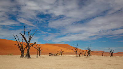 Dead blackened camel thorn trees scattered across the pale clay floor of Deadvlei beneath orange sand dunes and a blue sky with clouds in Namibia.