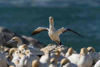 Cape gannet standing with wings outstretched among nesting birds on Bird Island near Lambert's Bay, South Africa.