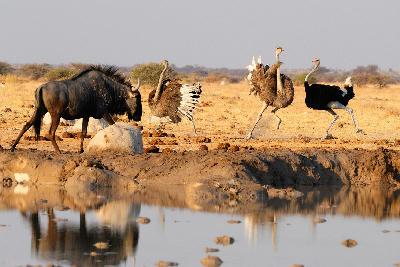 Blue wildebeest and ostriches at a waterhole in the open plains of Nxai Pan, Botswana.