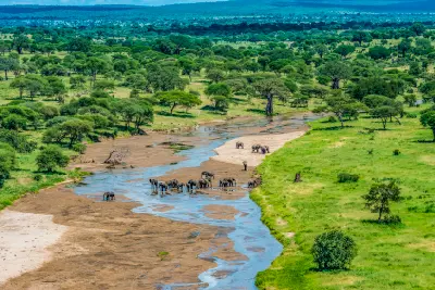 Herds of African elephants along the Tarangire River surrounded by acacia woodland in Tarangire National Park, Tanzania.