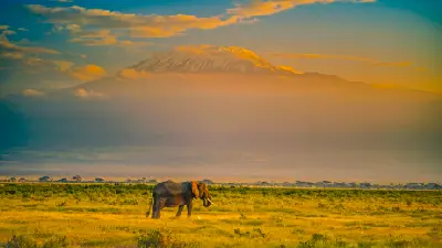 African elephant on the Amboseli plains with snow-capped Mount Kilimanjaro in the background at sunrise, photographed at approximately 1,150 metres above sea level, Kenya.