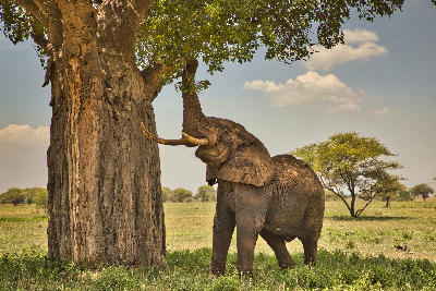 African bush elephant reaching into a giant baobab tree in Tarangire National Park, Tanzania.