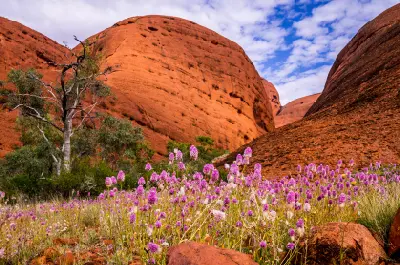 Pink wildflowers bloom beneath the towering red rock domes of Kata Tjuta along the Valley of the Winds.