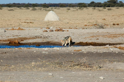 Black-backed jackal drinking at a seasonal waterhole on Nxai Pan, Botswana.