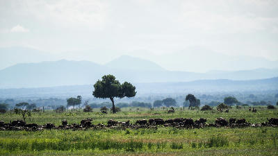 Buffalo herd on the Mkata Floodplain with acacia trees and the Uluguru Mountains in Mikumi National Park.