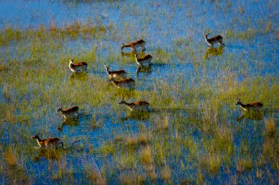 Red lechwe wading through shallow floodwaters in Moremi Game Reserve, Botswana.