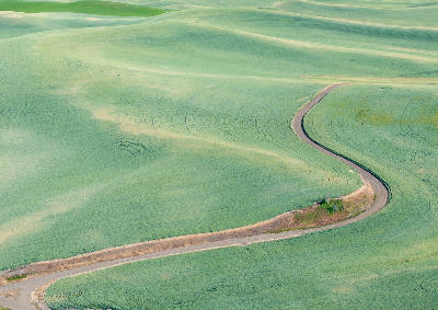 Curving rural road winding through rolling green wheat fields in the Palouse region of Washington State