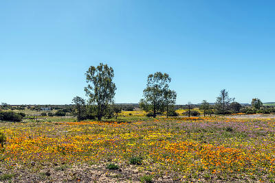 Orange and yellow spring wildflowers flowering across open plains near Nieuwoudtville, South Africa.