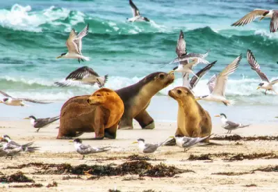Three Australian sea lions on the beach among flying seabirds and turquoise surf at Seal Bay, Kangaroo Island, South Australia.