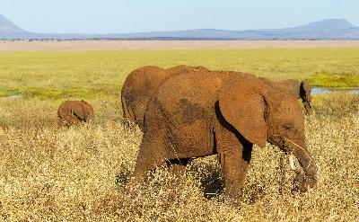 African elephants crossing the grassy Silale Swamp in Tarangire National Park, Tanzania, with seasonal wetlands and open savanna in the background.