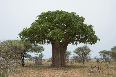 Ancient baobab tree rising above the savanna in Tarangire National Park, Tanzania.