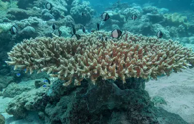Cloudy dascyllus swim above branching coral on Ningaloo Reef.