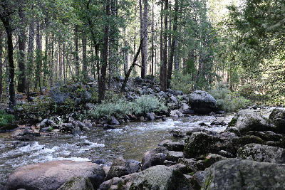 Merced River flowing through a forested valley with rocks and pine trees in Yosemite National Park, California.