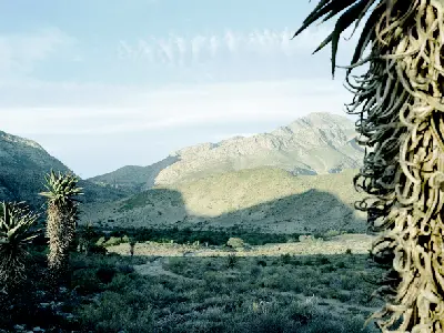 Bitter aloe plants and semi-arid valley landscape in Gamkaskloof within the Swartberg Mountains of the Klein Karoo, South Africa.