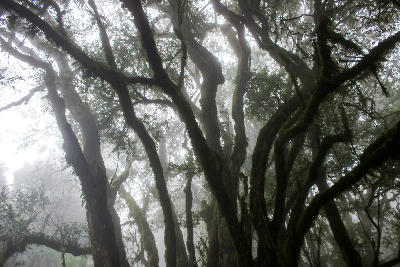 Moss-covered trees and misty indigenous forest canopy in Woodbush Forest near Magoebaskloof, Limpopo, South Africa.